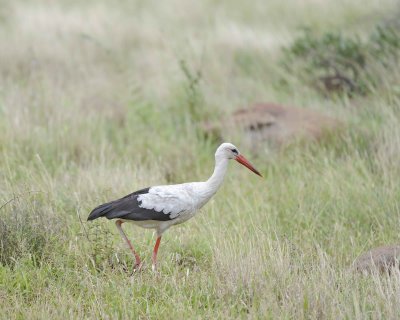 Stork, White-010213-Kruger National Park, South Africa-#0174.jpg