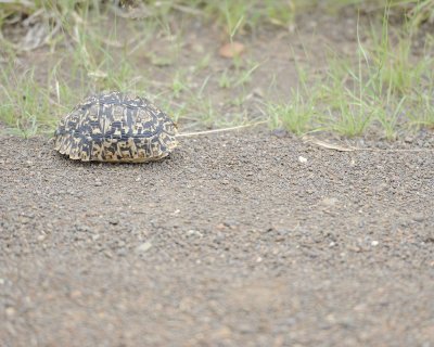 Tortoise, Leopard-010213-Kruger National Park, South Africa-#2816.jpg