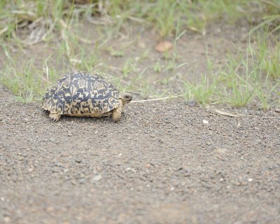 Tortoise, Leopard-010213-Kruger National Park, South Africa-#2819.jpg