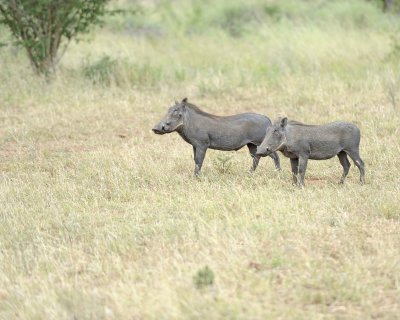 Warthog-010213-Kruger National Park, South Africa-#2937.jpg