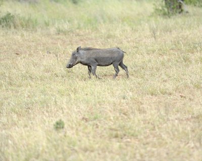Warthog-010213-Kruger National Park, South Africa-#2941-8X10.jpg
