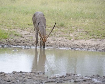 Waterbuck, Buck, drinking water-010213-Kruger National Park, South Africa-#0279.jpg