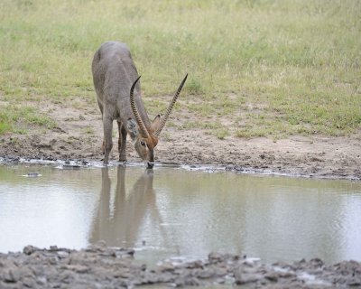 Waterbuck, Buck, drinking water-010213-Kruger National Park, South Africa-#0288.jpg