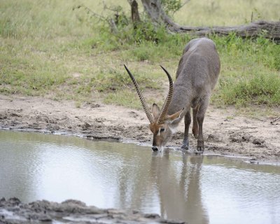 Waterbuck, Buck, drinking water-010213-Kruger National Park, South Africa-#0291.jpg