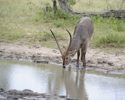 Waterbuck, Buck, drinking water-010213-Kruger National Park, South Africa-#0293.jpg