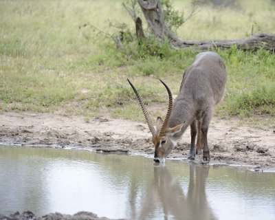 Waterbuck, Buck, drinking water-010213-Kruger National Park, South Africa-#0319.jpg