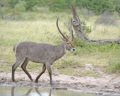 Waterbuck, Buck-010213-Kruger National Park, South Africa-#0290.jpg
