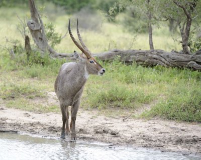 Waterbuck, Buck-010213-Kruger National Park, South Africa-#0364.jpg