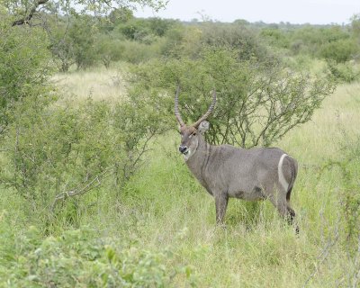 Waterbuck, Buck-010213-Kruger National Park, South Africa-#3208.jpg