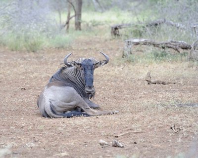 Wildebeest, Blue-010213-Kruger National Park, South Africa-#3477.jpg