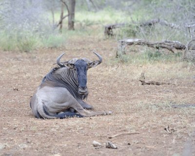 Wildebeest, Blue-010213-Kruger National Park, South Africa-#3478.jpg