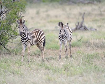Zebra, Burchell's, 2 Foals-010213-Kruger National Park, South Africa-#0515.jpg