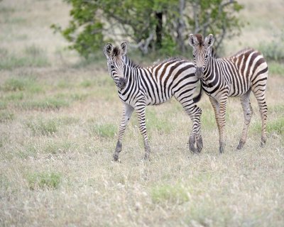 Zebra, Burchell's, 2 Foals-010213-Kruger National Park, South Africa-#0519.jpg