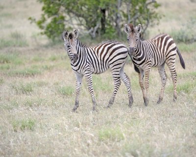 Zebra, Burchell's, 2 Foals-010213-Kruger National Park, South Africa-#0520.jpg