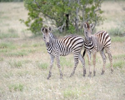 Zebra, Burchell's, 2 Foals-010213-Kruger National Park, South Africa-#0561.jpg