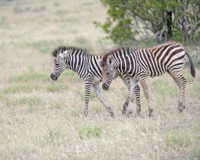 Zebra, Burchell's, 2 Foals-010213-Kruger National Park, South Africa-#0562.jpg