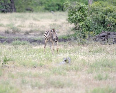 Zebra, Burchell's, Foal-010213-Kruger National Park, South Africa-#0431.jpg