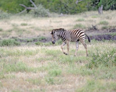 Zebra, Burchell's, Foal-010213-Kruger National Park, South Africa-#0465.jpg