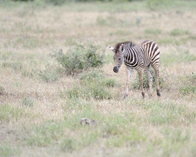 Zebra, Burchell's, Foal-010213-Kruger National Park, South Africa-#0471.jpg