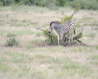 Zebra, Burchell's, Foal-010213-Kruger National Park, South Africa-#0472.jpg
