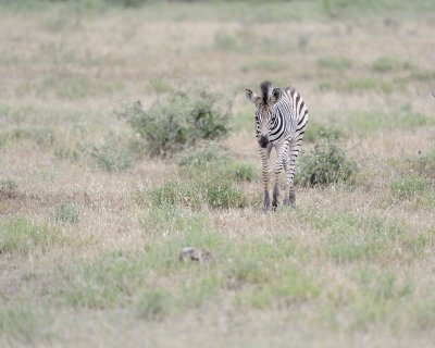 Zebra, Burchell's, Foal-010213-Kruger National Park, South Africa-#0476.jpg