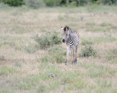 Zebra, Burchell's, Foal-010213-Kruger National Park, South Africa-#0477.jpg