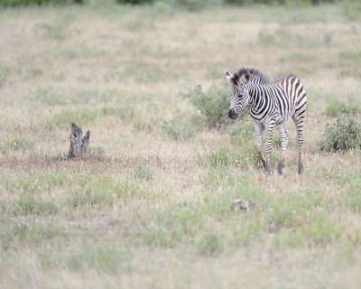 Zebra, Burchell's, Foal-010213-Kruger National Park, South Africa-#0478.jpg