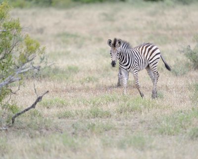 Zebra, Burchell's, Foal-010213-Kruger National Park, South Africa-#0482.jpg