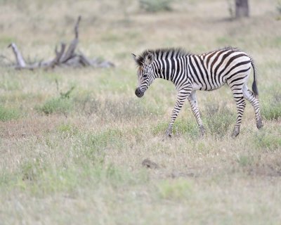 Zebra, Burchell's, Foal-010213-Kruger National Park, South Africa-#0497.jpg