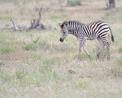Zebra, Burchell's, Foal-010213-Kruger National Park, South Africa-#0498.jpg