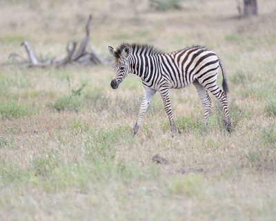 Zebra, Burchell's, Foal-010213-Kruger National Park, South Africa-#0500.jpg