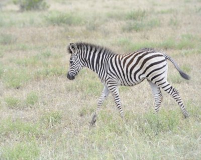 Zebra, Burchell's, Foal-010213-Kruger National Park, South Africa-#3429.jpg