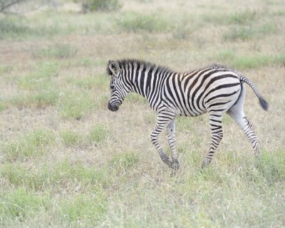 Zebra, Burchell's, Foal-010213-Kruger National Park, South Africa-#3430.jpg