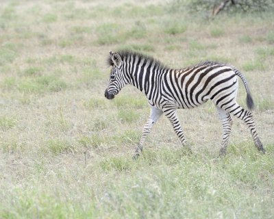 Zebra, Burchell's, Foal-010213-Kruger National Park, South Africa-#3432.jpg