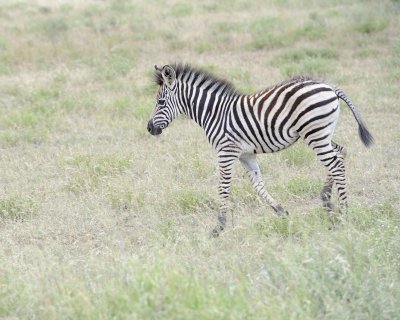 Zebra, Burchell's, Foal-010213-Kruger National Park, South Africa-#3434.jpg