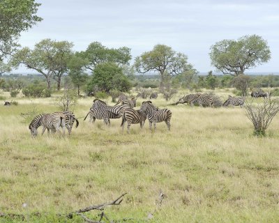 Zebra, Burchell's, Herd-010213-Kruger National Park, South Africa-#3143.jpg