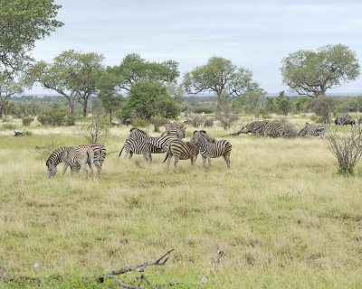 Zebra, Burchell's, Herd-010213-Kruger National Park, South Africa-#3146.jpg