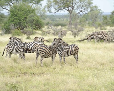 Zebra, Burchell's, Herd-010213-Kruger National Park, South Africa-#3160.jpg