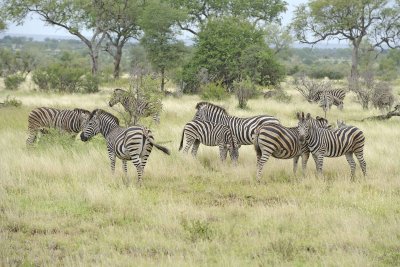 Zebra, Burchell's, Herd-010213-Kruger National Park, South Africa-#3190.jpg