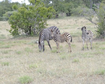 Zebra, Burchell's, Mare & 2 Foal-010213-Kruger National Park, South Africa-#3297.jpg