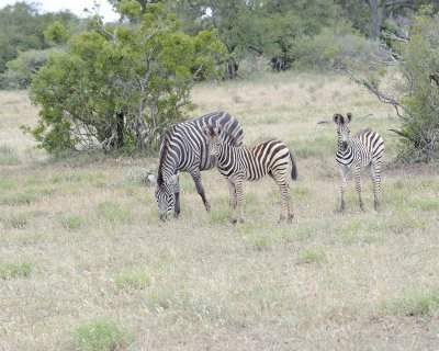 Zebra, Burchell's, Mare & 2 Foal-010213-Kruger National Park, South Africa-#3299.jpg