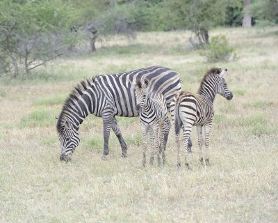 Zebra, Burchell's, Mare & 2 Foal-010213-Kruger National Park, South Africa-#3367.jpg