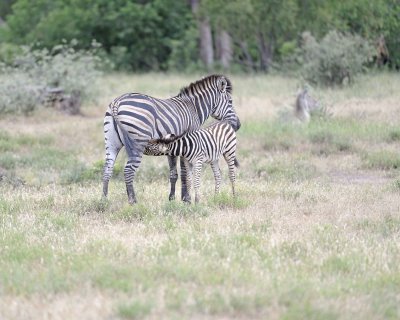 Zebra, Burchell's, Mare & Foal, nursing-010213-Kruger National Park, South Africa-#0454.jpg