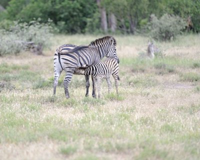 Zebra, Burchell's, Mare & Foal, nursing-010213-Kruger National Park, South Africa-#0455.jpg