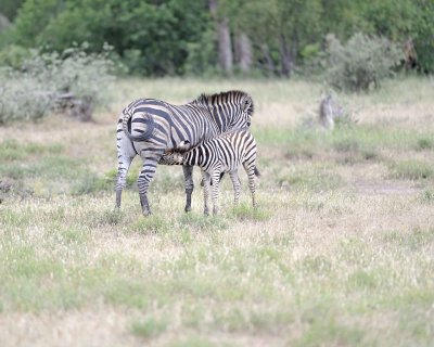Zebra, Burchell's, Mare & Foal, nursing-010213-Kruger National Park, South Africa-#0456.jpg