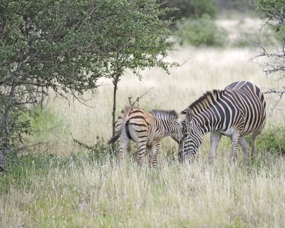 Zebra, Burchell's, Mare & Foal-010213-Kruger National Park, South Africa-#0195.jpg