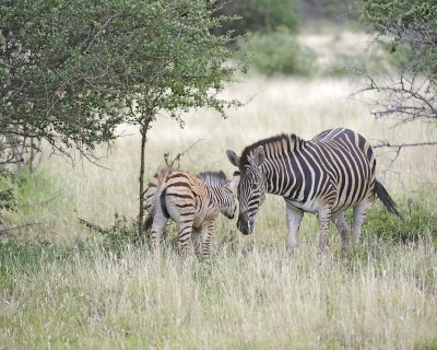 Zebra, Burchell's, Mare & Foal-010213-Kruger National Park, South Africa-#0198.jpg
