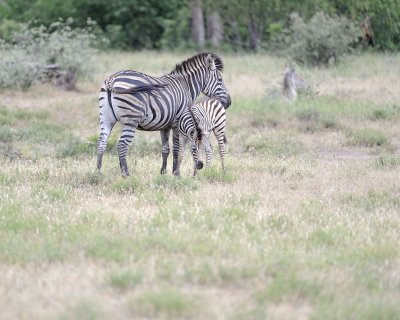 Zebra, Burchell's, Mare & Foal-010213-Kruger National Park, South Africa-#0441.jpg
