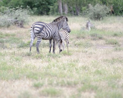 Zebra, Burchell's, Mare & Foal-010213-Kruger National Park, South Africa-#0442.jpg