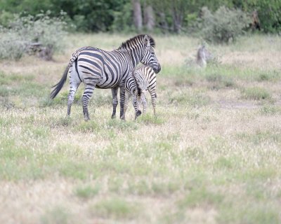 Zebra, Burchell's, Mare & Foal-010213-Kruger National Park, South Africa-#0443.jpg